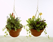 Hanging baskets with spring flowers 