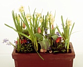 Terracotta container with daffodils and wild tulips