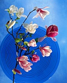 Blue glass plate with sprigs of magnolia