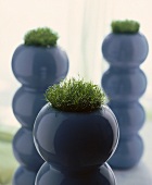 Blue spherical pot with moss