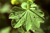 Leaf of lady's mantle with drops of water