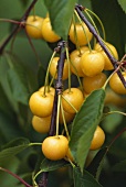 Branch of yellow cherries