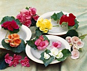 Teller mit verschiedenen Begonienblüten dekoriert