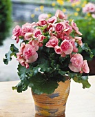 Pink begonia on a window sill