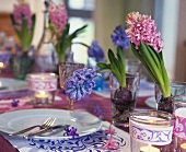 Springtime table with hyacinths in glasses