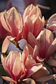 Magnolia flowers (close-up)