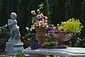 Blumen und Kirschen in Terracottapokalen arrangiert