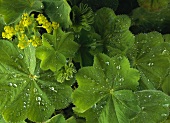 Frauenmantel (lat. Alchemilla mollis)