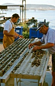 Men fastening oysters into growing trays, Bouzigue, France