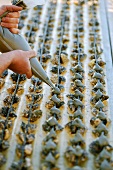 Austern werden auf Zuchtplatten befestigt,Bouzigue,Frankreich