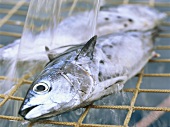Thunfisch wird mit Wasser übergossen