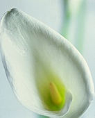 A Calla lily