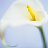 A Calla lily