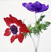 Two anemones