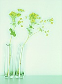Lady's mantle in two glass vases