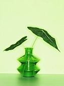 Alocasia micholitziana in einer grünen Vase