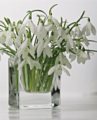 Snowdrops in glass