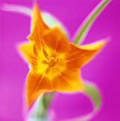 An orange flower against a pink background