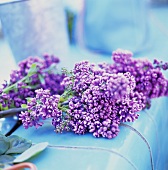 Purple lilac on pale-blue background