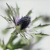 Eine Edeldistel (bot. Erynginum alpinum, Nahaufnahme)