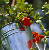 Flowering sprig of ornamental pomegranate tree in watering can