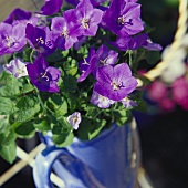 Blue flowered campanula