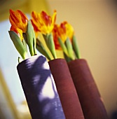 Yellow and red tulips in tall plant containers