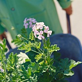 Scented pelargonium, a beautiful container plant