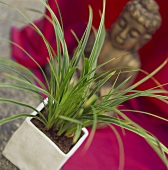 Japanese sedge in pot (Carex morrowii)