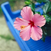 Hibiskusblüte in der Nahaufnahme (lat.Hibiskus rosa-sinensis)