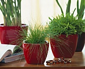 Rushes and potted bamboo in red cache-pots