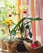 Orchideen im Fenster: Encyclia mit Louisisanamoos & Cattleya