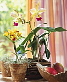 Orchids in window: Encyclia with Spanish moss and Cattleya