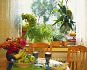 Table with crockery, fruit and flowers, plants in window