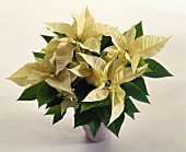 White poinsettia