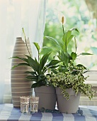 Spathiphyllum mit panaschiertem Ficus pumila