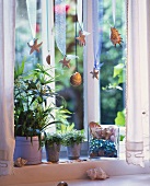 Umbrella plant & mind-your-own-business on window-sill