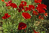 Roter Klatschmohn in voller Blüte