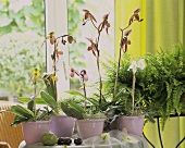 Tisch mit Orchideen (Frauenschuh) und Farn