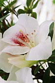 Azalea flower, white with fuchsia-pink centre