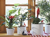 Fish tail palm, Bromeliads, asparagus fern in white cache-pots