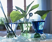 Various leaves in glasses of coloured water