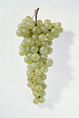 White grapes (Chasselas de Moissac, France)