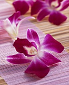 Edible orchids (Karma)