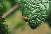 Ladybird in organic vineyard