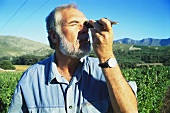 Peter Finlayson checks ripeness, Bouchard Finlayson, S. Africa