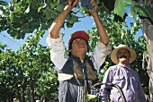 Picking grapes in Valle del Maipo, Chile