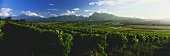 Fairview Winery, vineyards with Simonsberg, Paarl, S. Africa