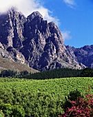 Vineyard in Tulbagh, excellent wine-producing region, S. Africa