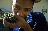 Winery worker eating Merlot grapes, Morgenster Estate, S. Africa